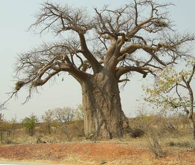 Beschreibung: Beschreibung: Beschreibung: Beschreibung: Beschreibung: Beschreibung: Beschreibung: Beschreibung: C:\Users\HPHAHN\Downloads\55-b-tree.jpg